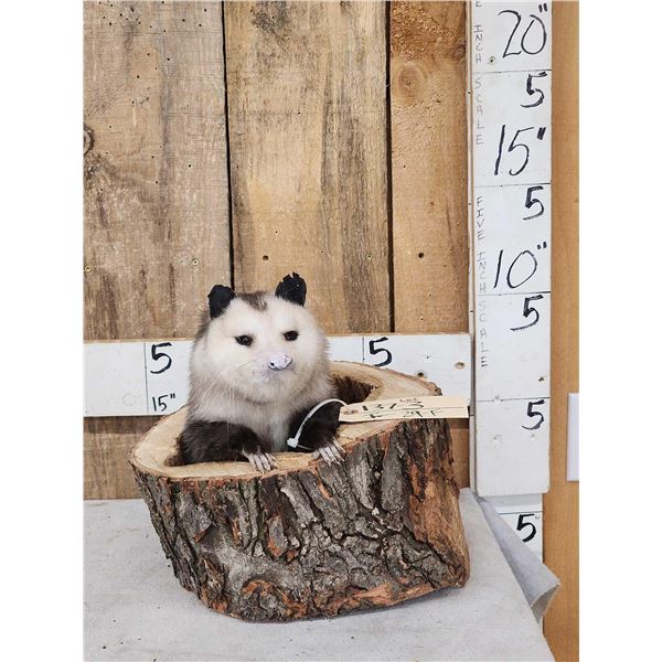 Opossum In A Log Full Body Taxidermy Mount