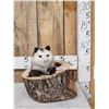 Image 1 : Opossum In A Log Full Body Taxidermy Mount