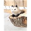 Image 2 : Opossum In A Log Full Body Taxidermy Mount