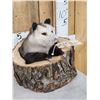 Image 3 : Opossum In A Log Full Body Taxidermy Mount