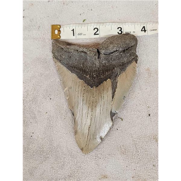 BIG Fossilized Megalodon Shark Tooth