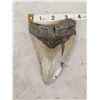 Image 1 : BIG Fossilized Megalodon Shark Tooth
