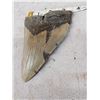 Image 2 : BIG Fossilized Megalodon Shark Tooth