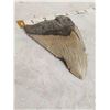 Image 3 : BIG Fossilized Megalodon Shark Tooth