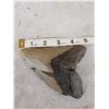 Image 4 : BIG Fossilized Megalodon Shark Tooth