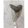 Image 5 : BIG Fossilized Megalodon Shark Tooth