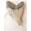 Image 6 : BIG Fossilized Megalodon Shark Tooth