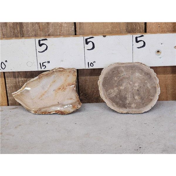 2 Petrified Fossilized Wood Slabs