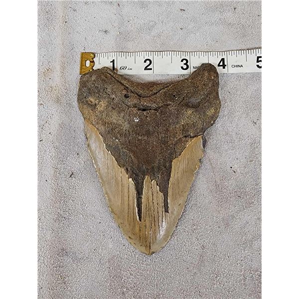 BIG Fossilized Megalodon Shark Tooth