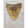 Image 2 : BIG Fossilized Megalodon Shark Tooth
