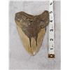 Image 3 : BIG Fossilized Megalodon Shark Tooth