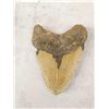 Image 5 : BIG Fossilized Megalodon Shark Tooth
