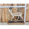 Image 1 : Dorcas Gazelle Full Body Taxidermy Mount