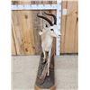Image 2 : Dorcas Gazelle Full Body Taxidermy Mount