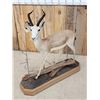 Image 3 : Dorcas Gazelle Full Body Taxidermy Mount