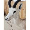 Image 4 : Dorcas Gazelle Full Body Taxidermy Mount