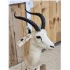 Image 5 : Dorcas Gazelle Full Body Taxidermy Mount
