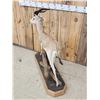 Image 6 : Dorcas Gazelle Full Body Taxidermy Mount