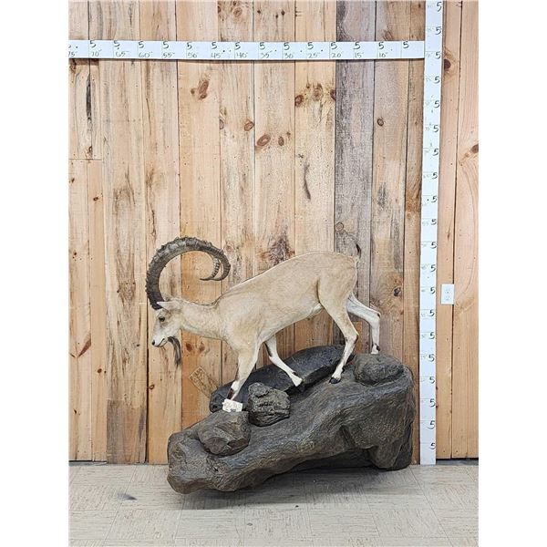 Nubian Ibex Full Body Taxidermy Mount