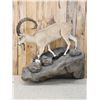 Image 2 : Nubian Ibex Full Body Taxidermy Mount