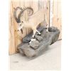 Image 3 : Nubian Ibex Full Body Taxidermy Mount