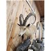 Image 4 : Nubian Ibex Full Body Taxidermy Mount