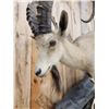 Image 5 : Nubian Ibex Full Body Taxidermy Mount