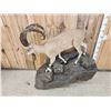 Image 6 : Nubian Ibex Full Body Taxidermy Mount