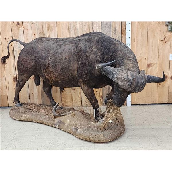 Big African Cape Buffalo Full Body Taxidermy Mount