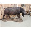 Image 5 : Big African Cape Buffalo Full Body Taxidermy Mount