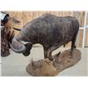 Image 6 : Big African Cape Buffalo Full Body Taxidermy Mount