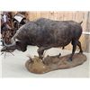 Image 7 : Big African Cape Buffalo Full Body Taxidermy Mount