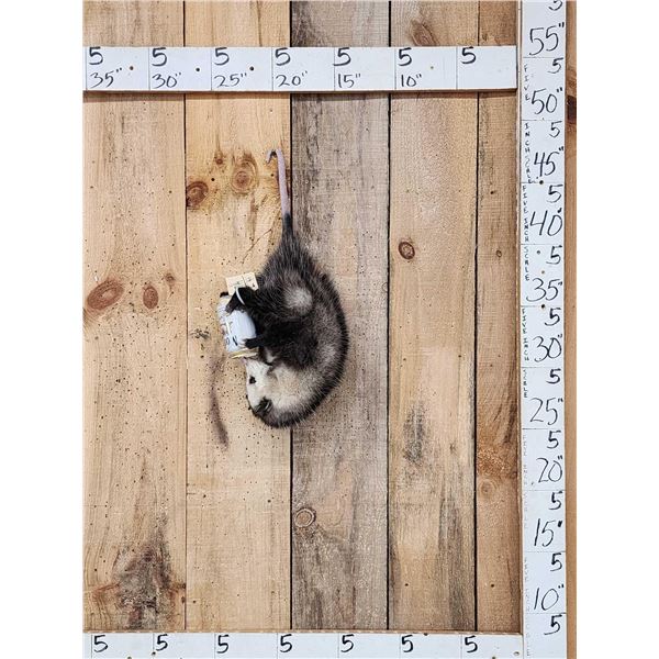 Beer Drinking Opossum Taxidermy Mount