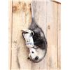 Image 4 : Beer Drinking Opossum Taxidermy Mount