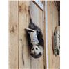 Image 5 : Beer Drinking Opossum Taxidermy Mount
