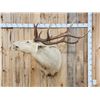 Image 1 : Super RARE White Elk Shoulder Mount Taxidermy