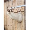 Image 2 : Super RARE White Elk Shoulder Mount Taxidermy