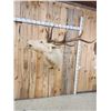 Image 3 : Super RARE White Elk Shoulder Mount Taxidermy