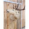 Image 4 : Super RARE White Elk Shoulder Mount Taxidermy