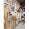 Image 5 : Super RARE White Elk Shoulder Mount Taxidermy