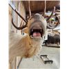 Image 8 : Super RARE White Elk Shoulder Mount Taxidermy