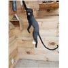 Image 5 : Greater Spot Nosed Monkey Full Body Taxidermy Mount
