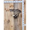 Image 1 : Juvenile Bobcat Full Body Taxidermy Mount