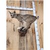 Image 2 : Juvenile Bobcat Full Body Taxidermy Mount