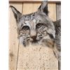 Image 3 : Juvenile Bobcat Full Body Taxidermy Mount
