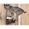 Image 4 : Juvenile Bobcat Full Body Taxidermy Mount