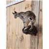 Image 5 : Juvenile Bobcat Full Body Taxidermy Mount