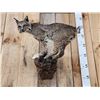 Image 6 : Juvenile Bobcat Full Body Taxidermy Mount