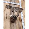 Image 7 : Juvenile Bobcat Full Body Taxidermy Mount