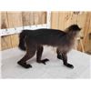 Image 10 : Grey Cheeked Mangabey Monkey Full Body Taxidermy Mount